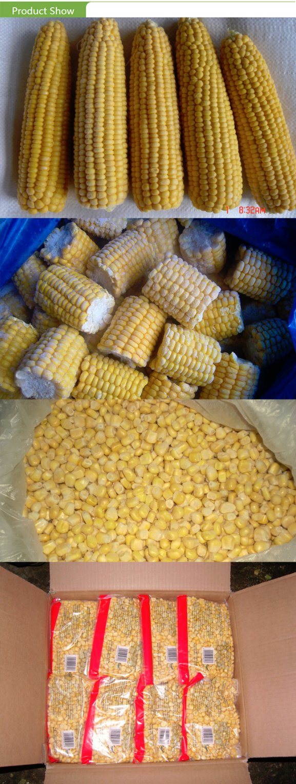 IQF Sweet Corn COB with Good Price