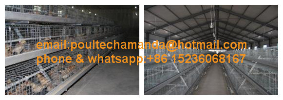 Poultry Farm Hot DIP Galvanized Pullet Chicken Cages Machine for Sale (A Type)