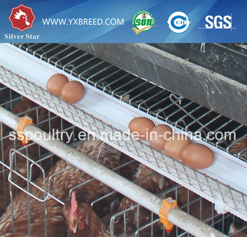 New	Farm Machinery Egg Layer Battery Cages with Feeders