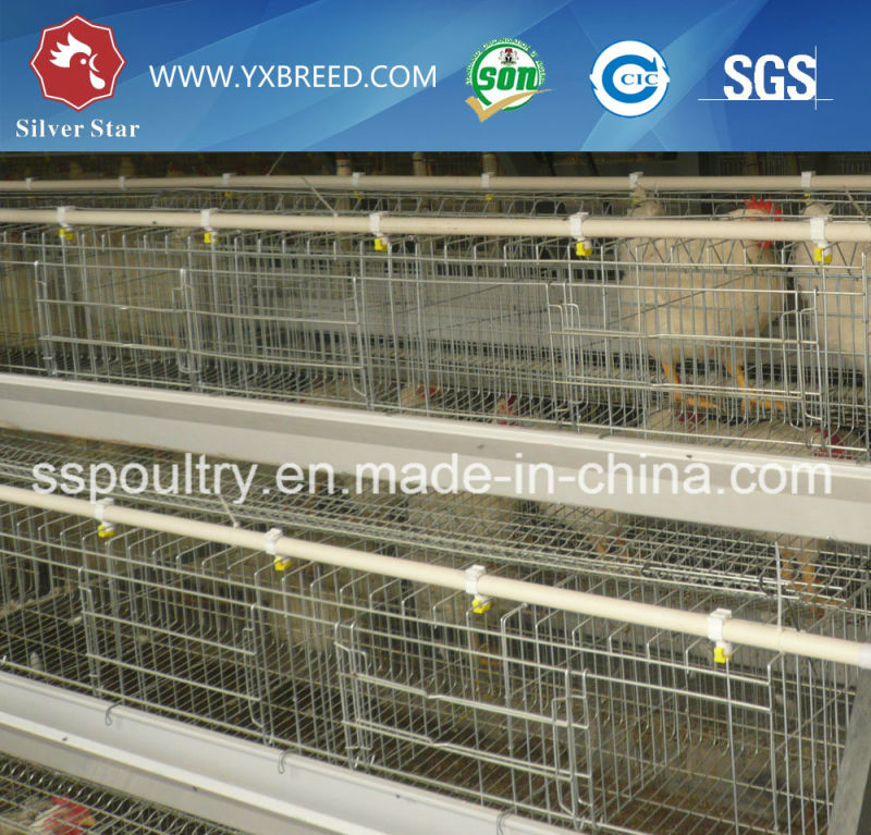 New	Farm Machinery Egg Layer Battery Cages with Feeders