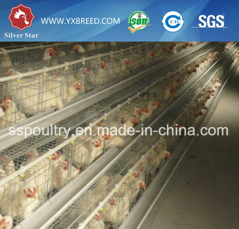 New	Farm Machinery Egg Layer Battery Cages with Feeders