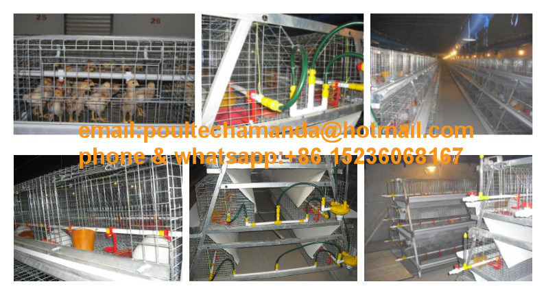 Poultry Farm Hot DIP Galvanized Pullet Chicken Cages Machine for Sale (A Type)