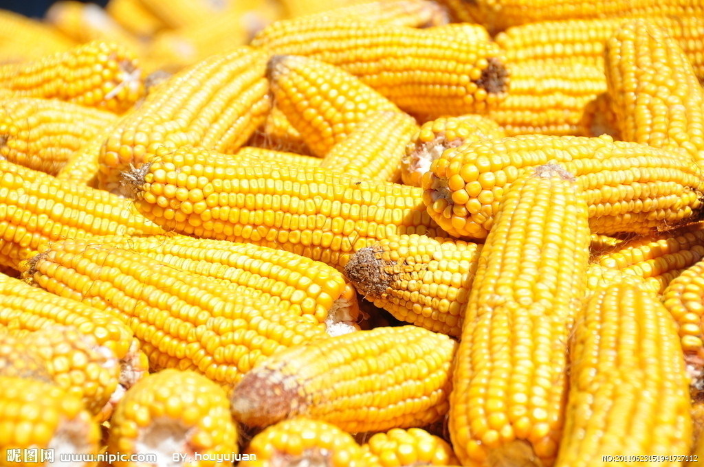 Food Grade Native Corn/Maize Starch