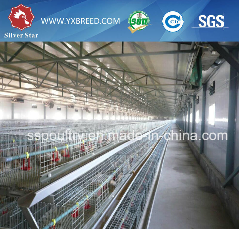 Chinese Providers Farm Machinery 4 Tiers Poultry Layer Cage