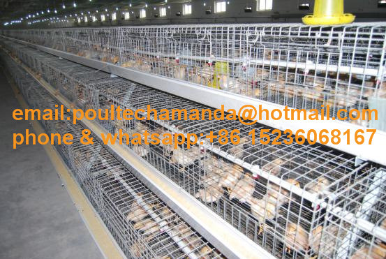 Poultry Farm Hot DIP Galvanized Pullet Chicken Cages Machine for Sale (A Type)